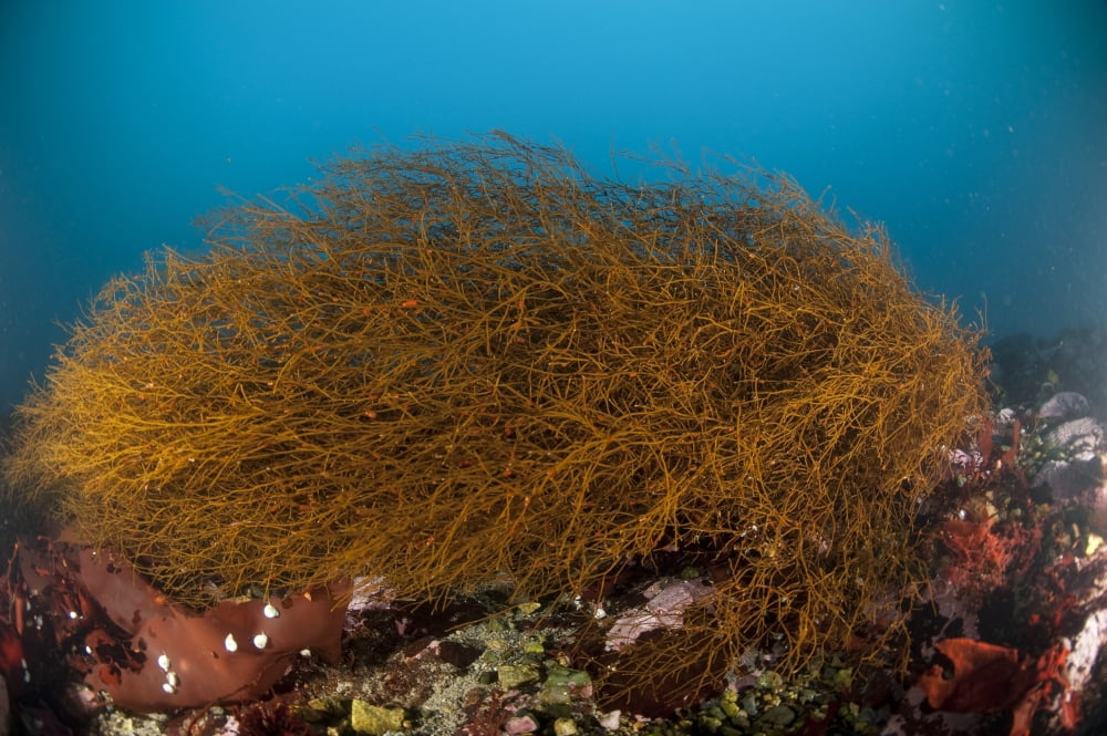 Kelp on Cuverville Island Antarctic Peninsula Antarctica Canvas Art - Steve JonesStocktrek Images (34 x 23)