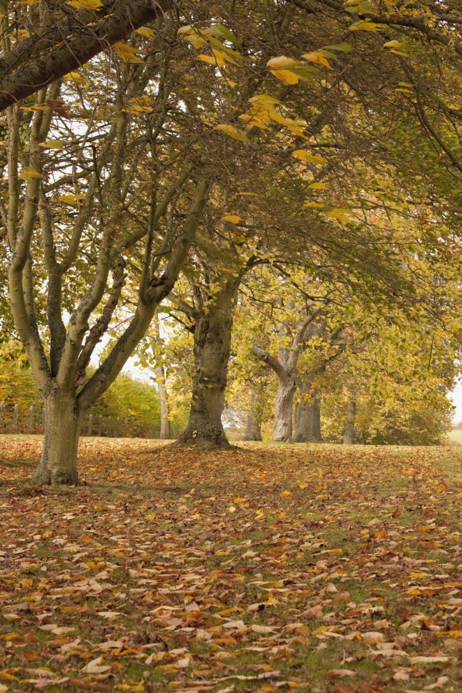 Kelso Scottish Borders Scotland Trees In Autumn Canvas Art - John Short Design Pics (24 x 38)