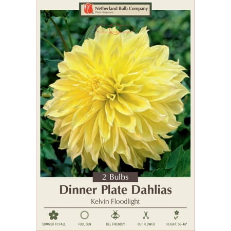 Kelvin Floodlight Dinnerplate Dahlia - 2 Bulb Clumps