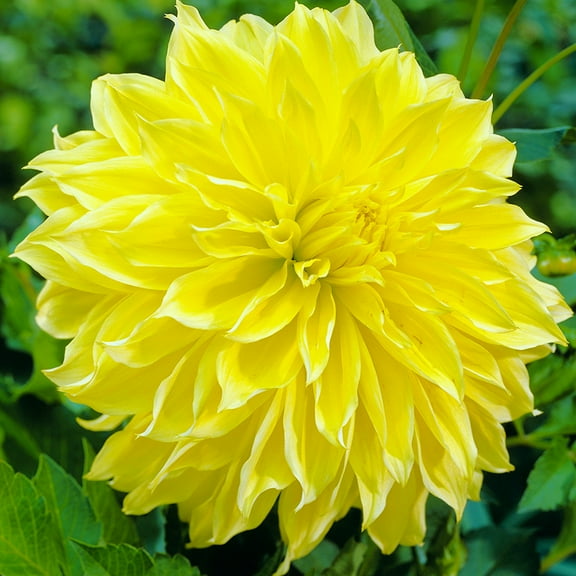 Kelvin Floodlight Dinnerplate Dahlia Flower Tuber - Live Bulb Ready to Plant - HUGE Blooms up to 10" Across - Perennial - Grows Well in Containers - Good as Cut Flowers