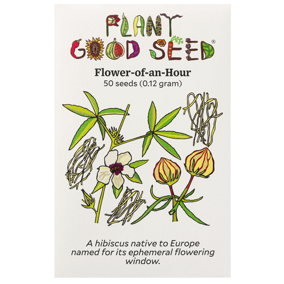 Plant Good Seed Flower of an Hour Seeds: Hibiscus trionum Full Sun Annual Cream Colored Sunflowers