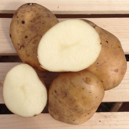 Kennebec Seed Potatoes, 5 lbs. (Certified) - Walmart.com