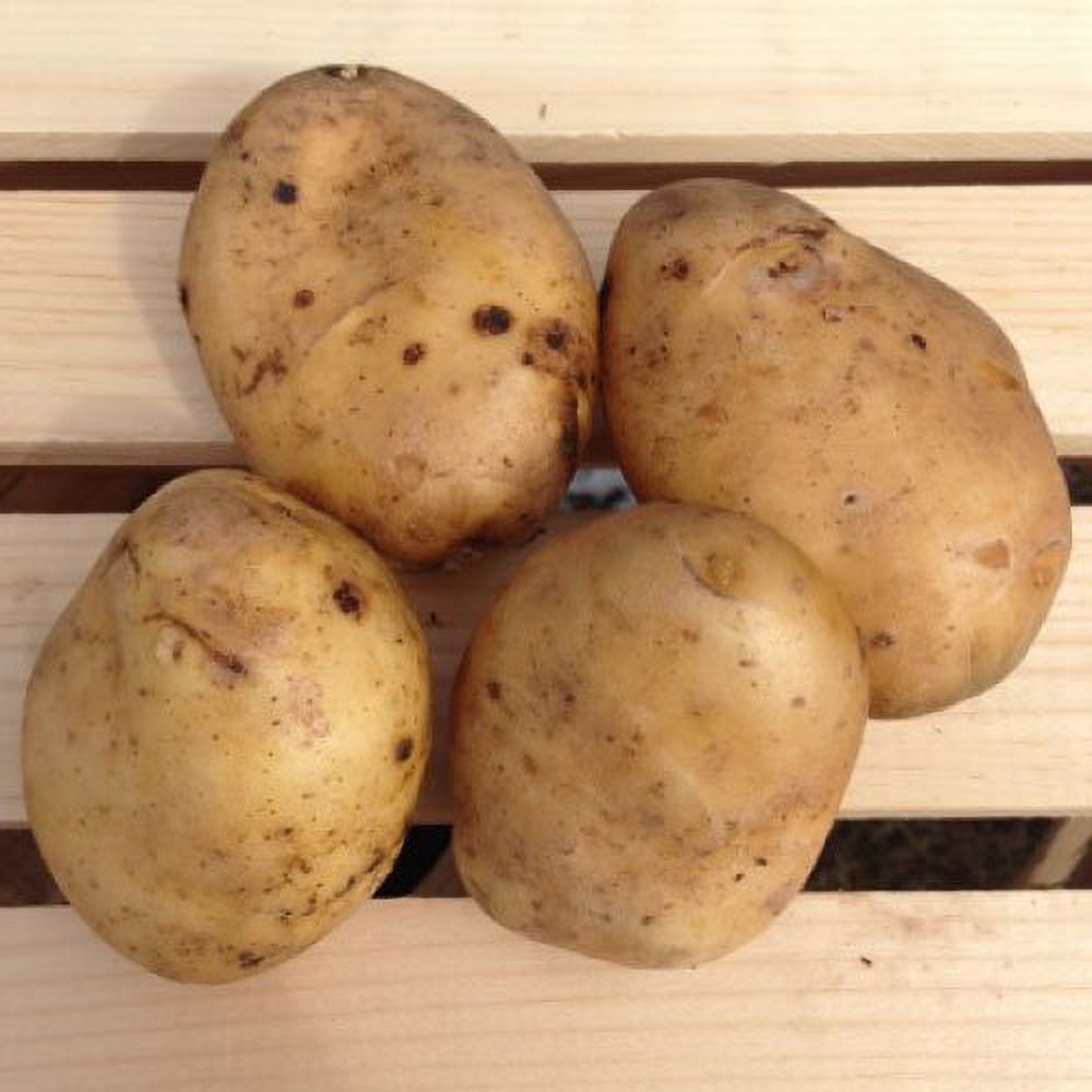 Kennebec Seed Potatoes, 5 lbs. (Certified)