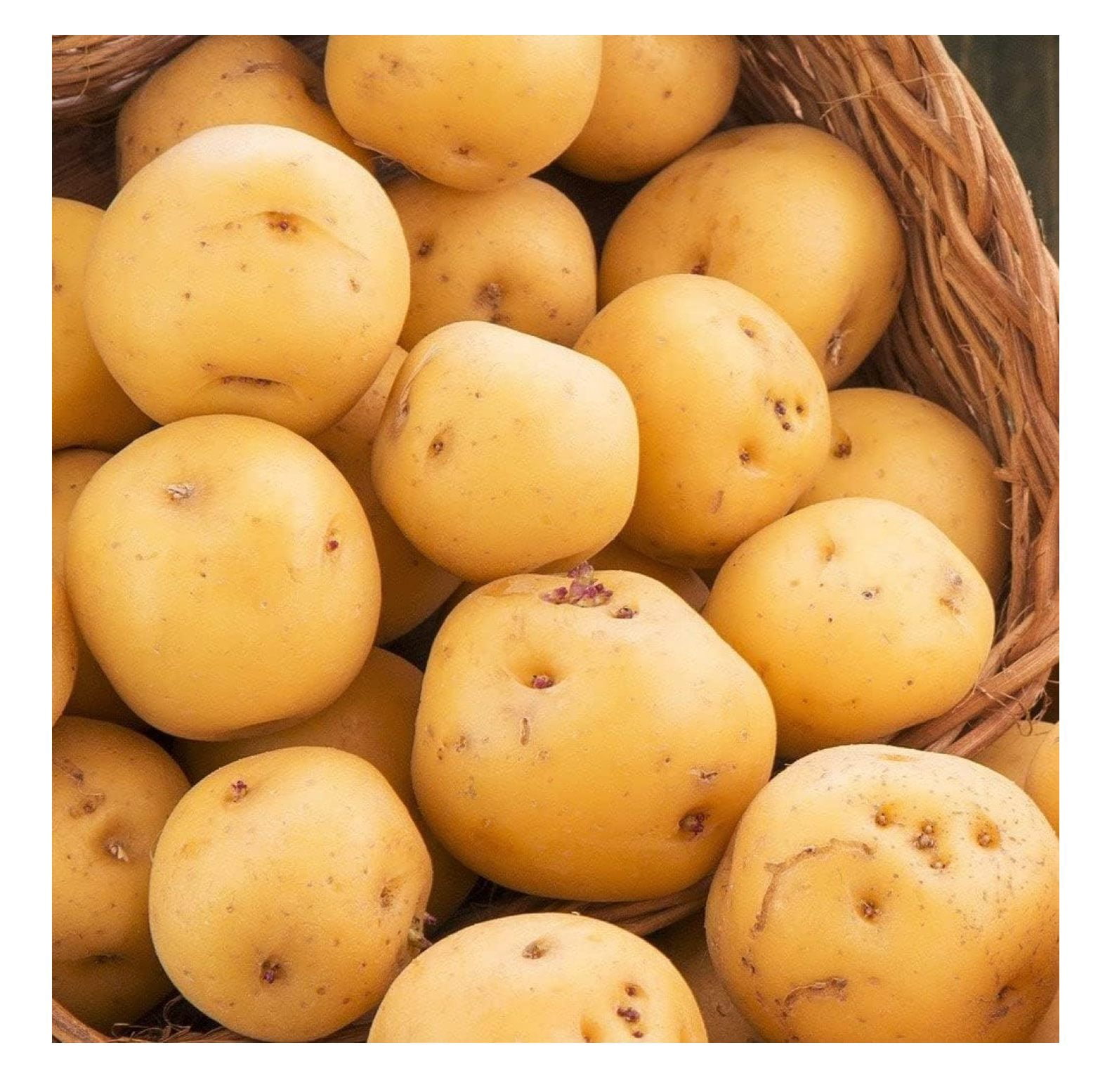 Kennebec Seed Potatoes USDA Certified for Growers Size B Non GMO