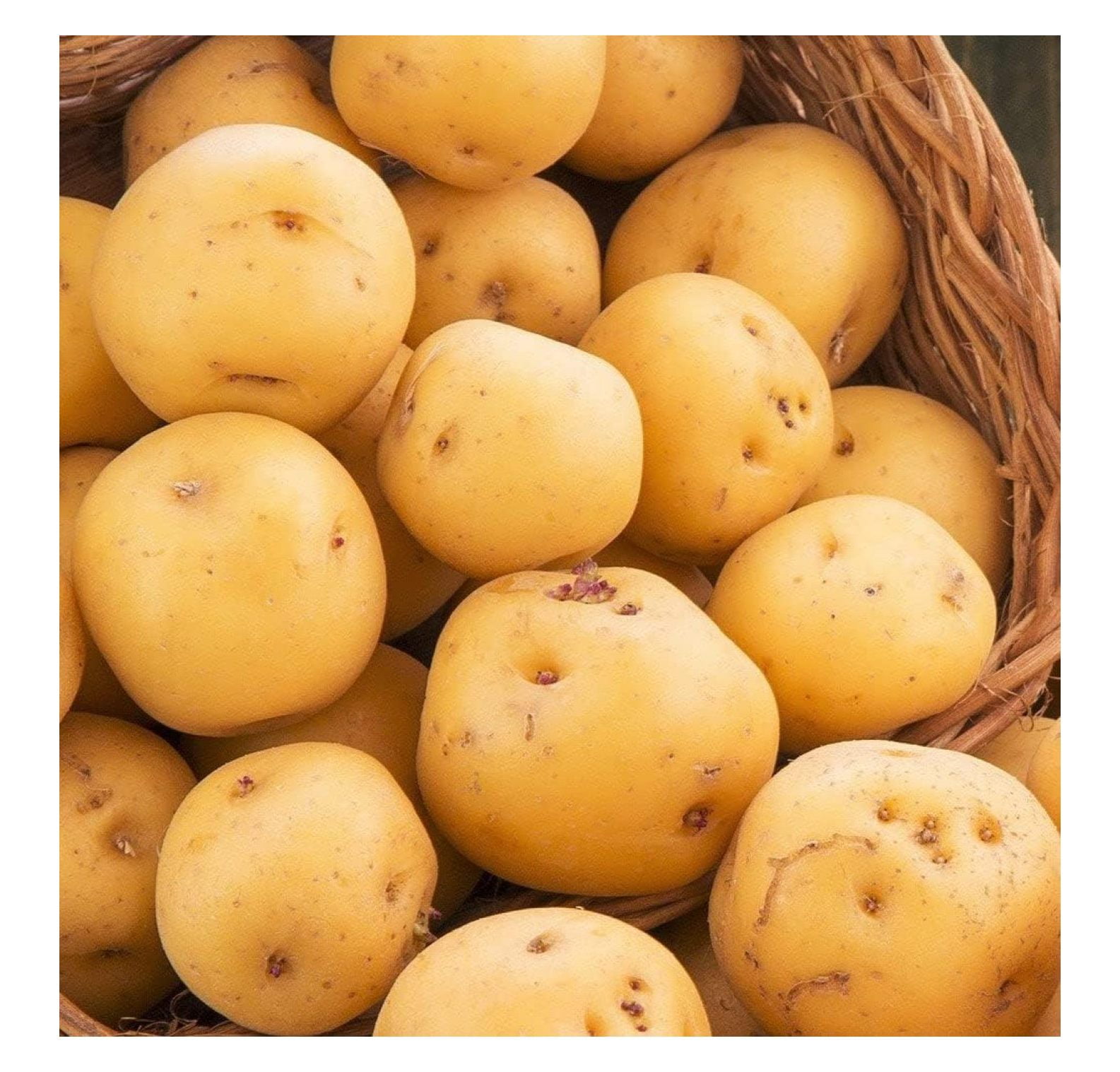Kennebec Seed Potatoes USDA Certified for Growers Size B Non GMO