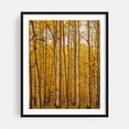 thumbnail image 1 of Kenosha Pass Aspen Grove - Colorado Photography Autumn Forest Woods Nature Woodland Scenic Landscape Black Framed Wall Art Print 9 x 12 inches, 1 of 4