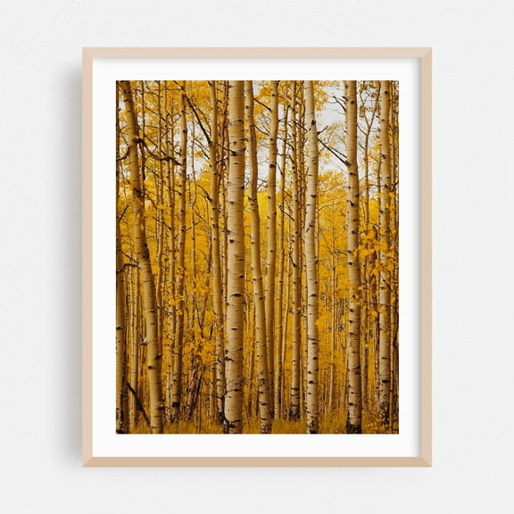 Kenosha Pass Aspen Grove - Colorado Photography Autumn Forest Woods Nature Woodland Scenic Landscape Oak Framed Wall Art Print 11 x 14 inches