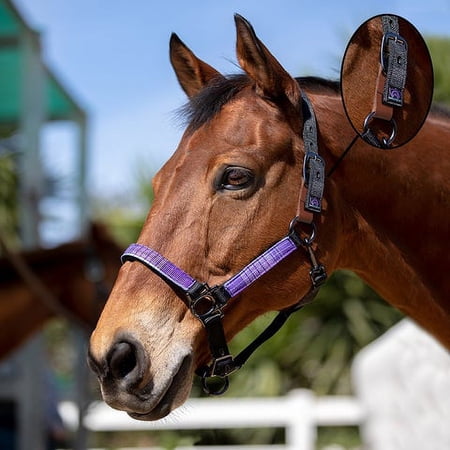 Kensington Breakaway Nylon Halter, Atlantis, Size: X-Large