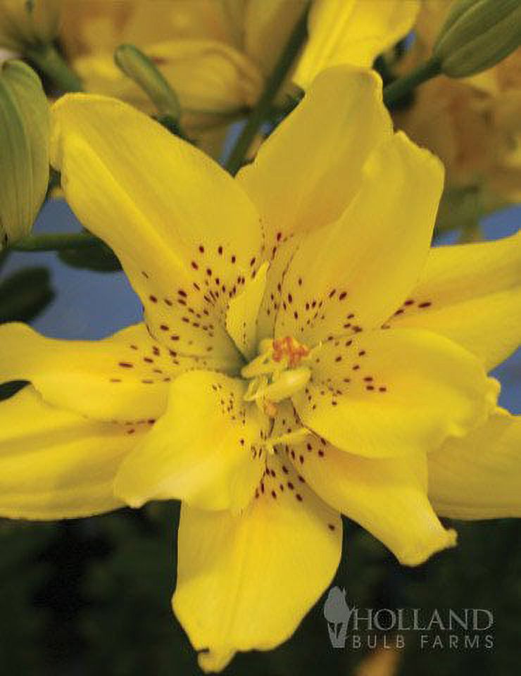 Kensington Double Asiatic Lily