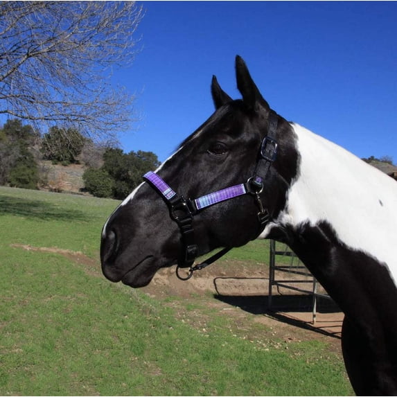 Kensington Premium Nylon Halter, Atlantis, Size: Large