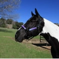 thumbnail image 1 of Kensington Premium Nylon Halter, Lavender Mint Plaid, Size: X-Large, 1 of 4