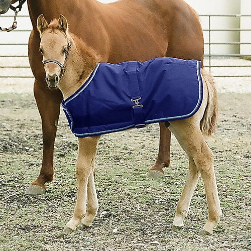 Kensington Signature Foal Turnout 30 Navy