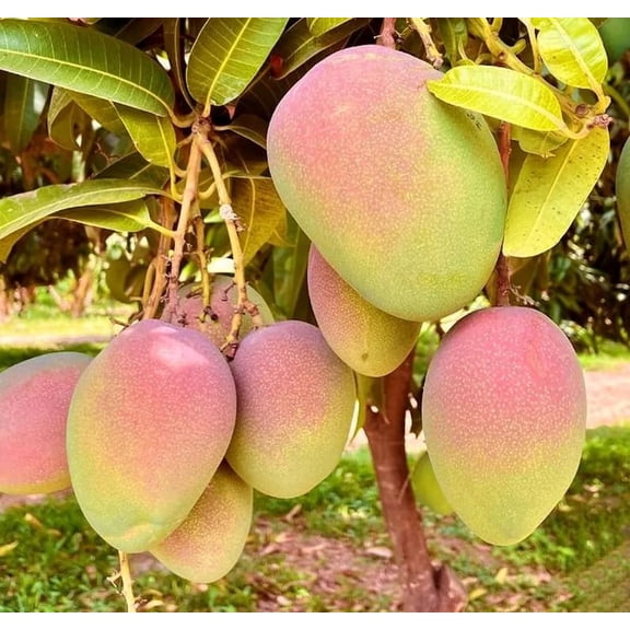 Kent Mango Live Starter Plant - 8-12" Tall - Mangifera indica - Premium Tropical Mango Fruit Tree for Containers, Patios & Home Orchards