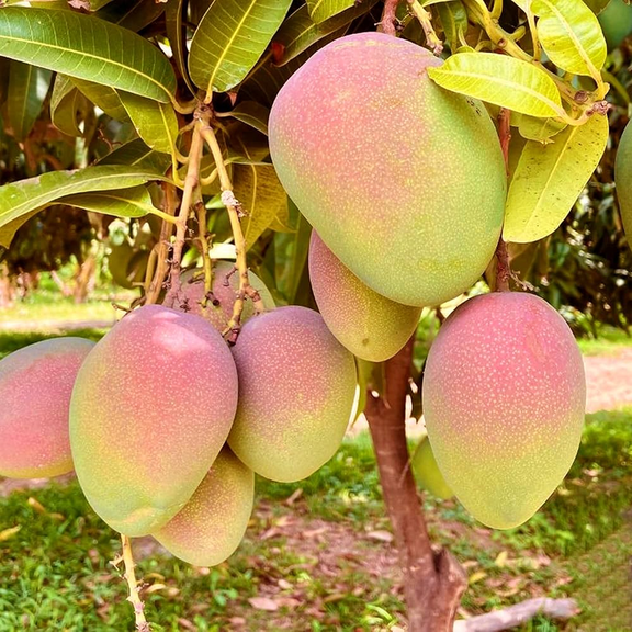 Kent Mango Tree Live Plant, 812 Inches Tall, Tropical Mango Fruit Tree