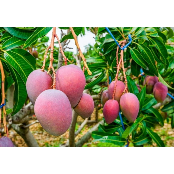 Kent Mango Tree Live Plant 8-12" Tall in Pot - Sweet Mango Tree - Seeding Mango Live Plant - Tropical Fruit Tree - Outdoor Garden