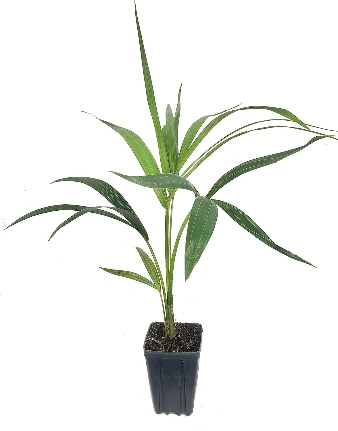 Kentia Palm 5 Live Plants in 4 Inch Growers Pots Howea Forsteriana
