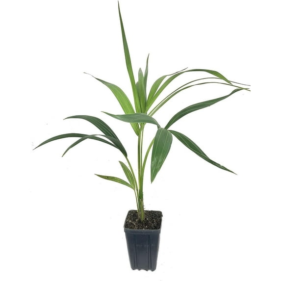 Kentia Palm - Live Plant in a 4 Inch Growers Pot - Howea Forsteriana - Beautiful Clean Air Indoor Outdoor Houseplant