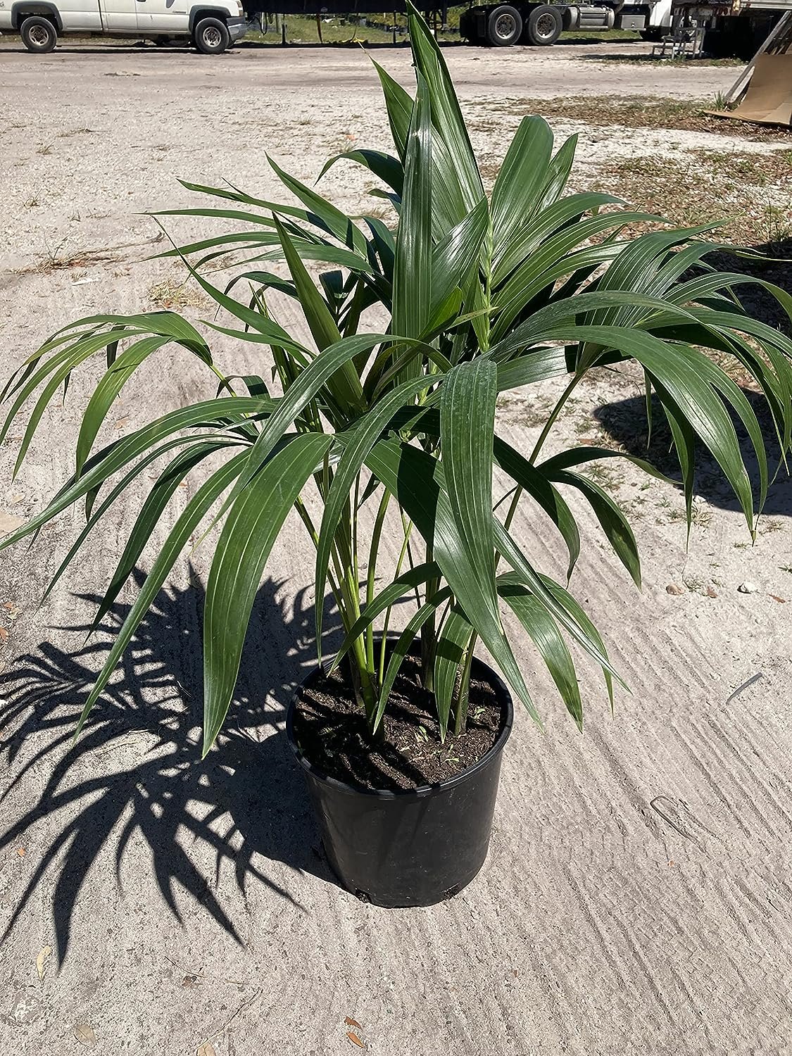 Kentia Palm Live Plant in an 10 Inch Growers Pot Howea Forsteriana