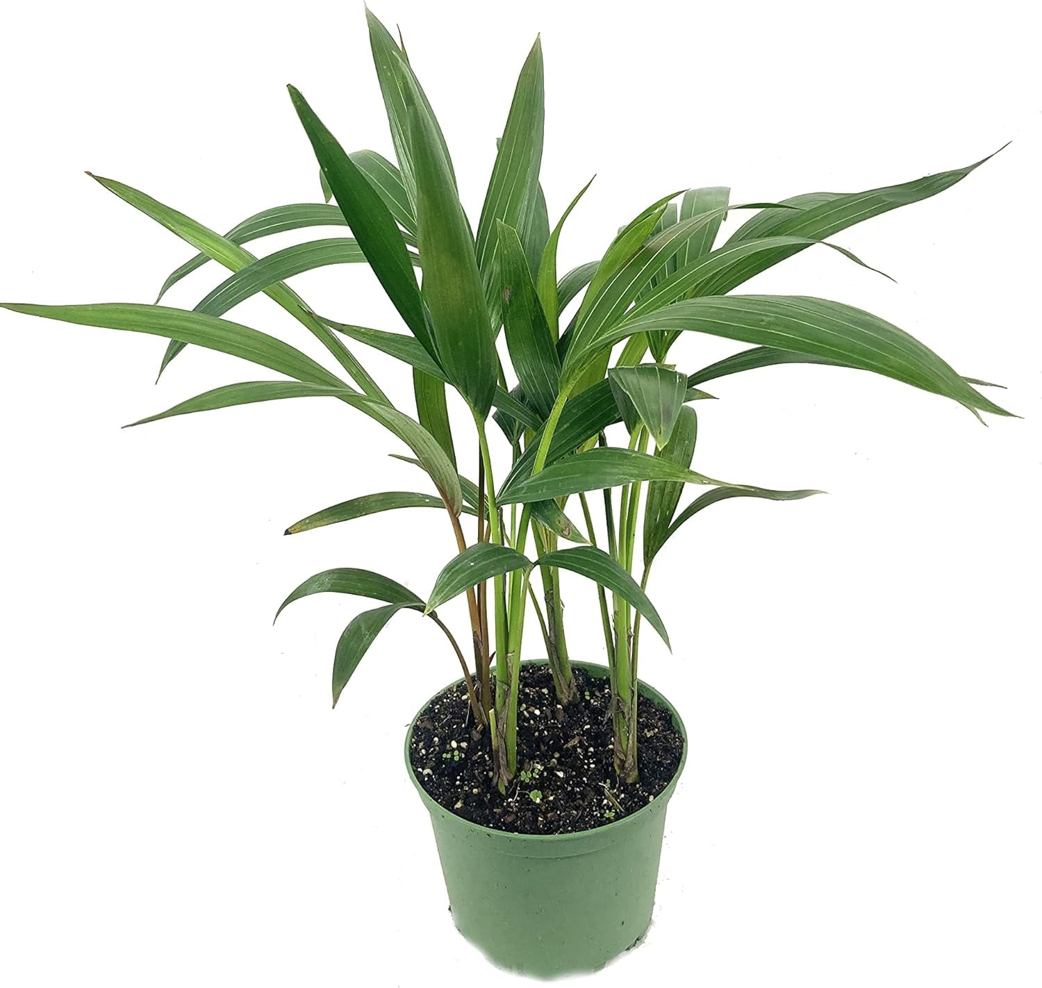 Kentia Palm Live Plant in an 6 Inch Growers Pot Howea Forsteriana