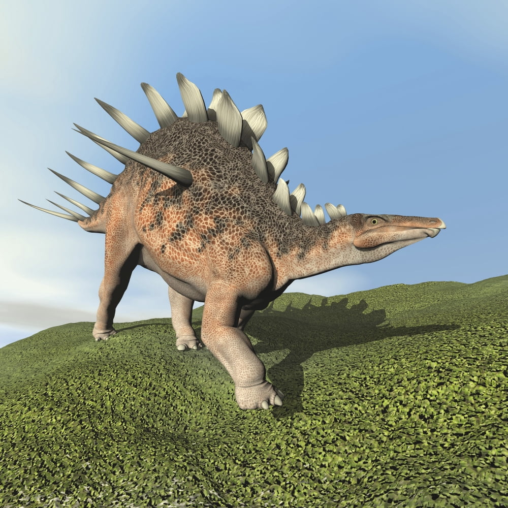 Kentrosaurus dinosaur Canvas Art - Elena DuvernayStocktrek Images (29 x 29)