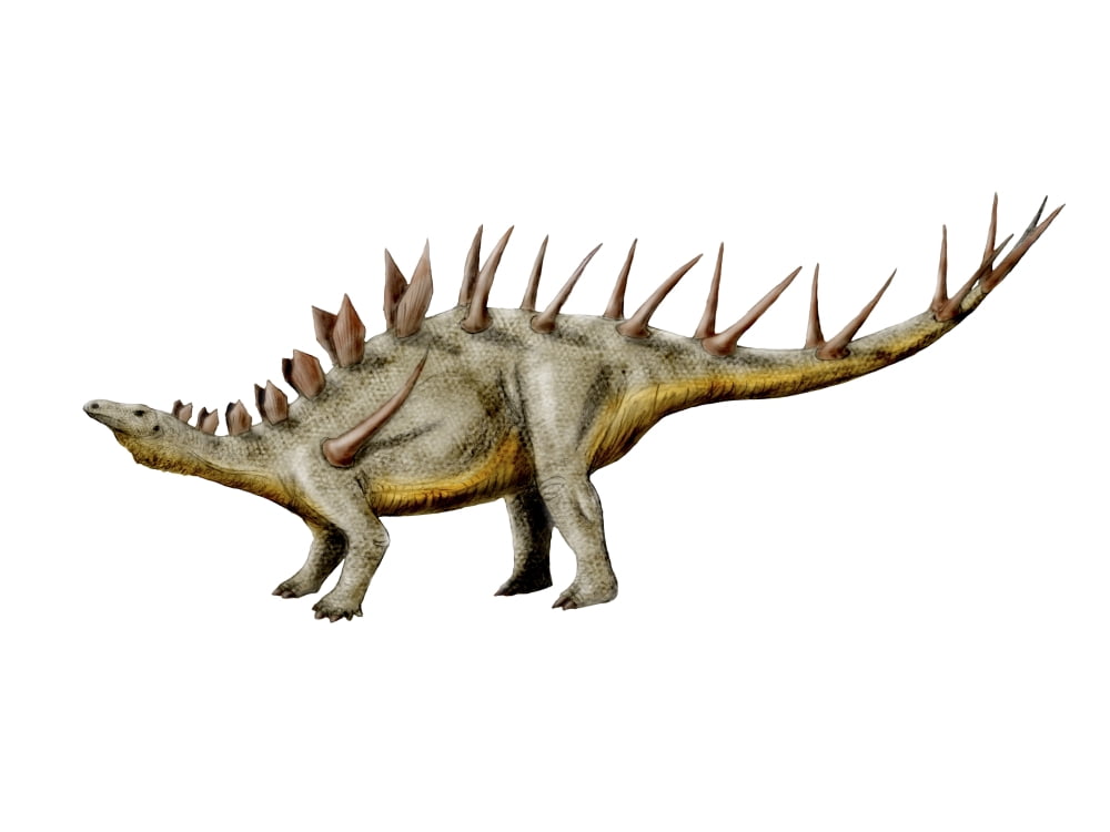 Kentrosaurus dinosaur Canvas Art - Nobumichi TamuraStocktrek Images (33 x 25)