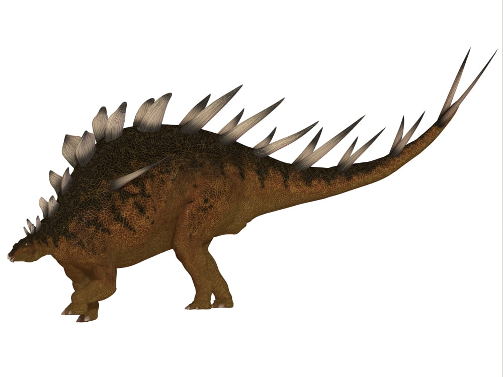 Kentrosaurus dinosaur from the Jurassic Period Canvas Art - Corey FordStocktrek Images (33 x 25)