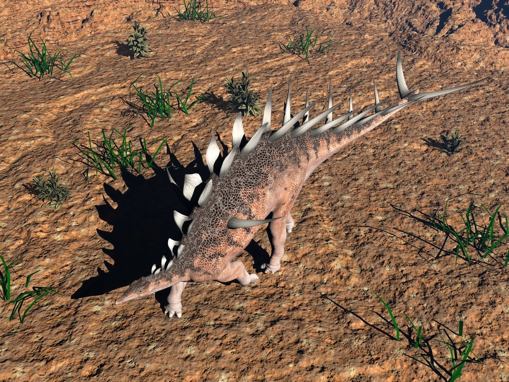 Kentrosaurus dinosaur walking in the desert Canvas Art - Elena DuvernayStocktrek Images (33 x 25)