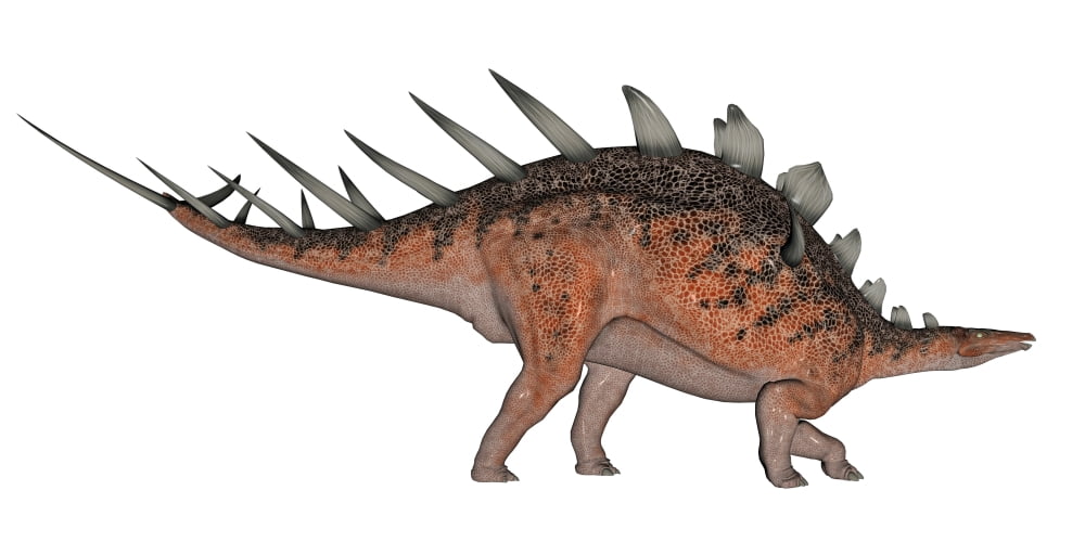 Kentrosaurus dinosaur white background Canvas Art - Elena DuvernayStocktrek Images (40 x 20)