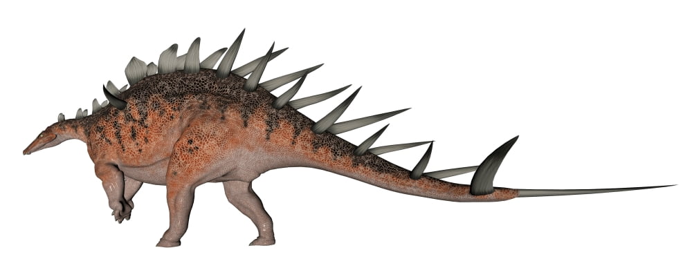 Kentrosaurus dinosaur white background Canvas Art - Elena DuvernayStocktrek Images (46 x 18)