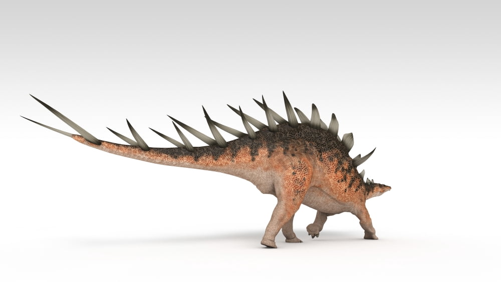 Kentrosaurus dinosaur white background Canvas Art - Kostyantyn IvanyshenStocktrek Images (19 x 11)
