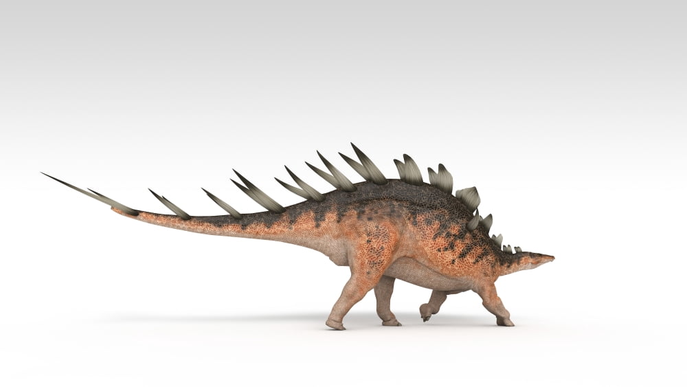 Kentrosaurus dinosaur white background Canvas Art - Kostyantyn IvanyshenStocktrek Images (38 x 22)