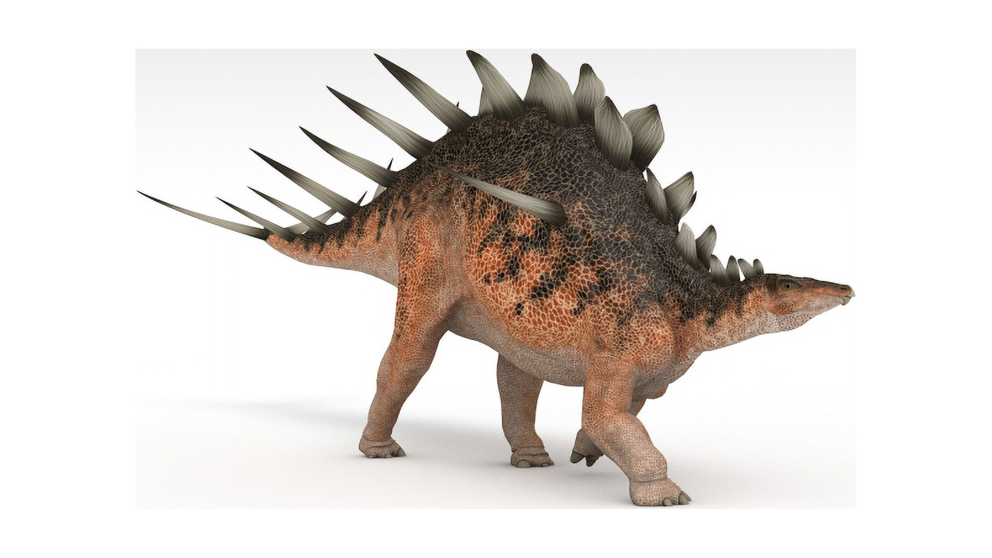 Kentrosaurus dinosaur white background Canvas Art - Kostyantyn IvanyshenStocktrek Images (38 x 22)