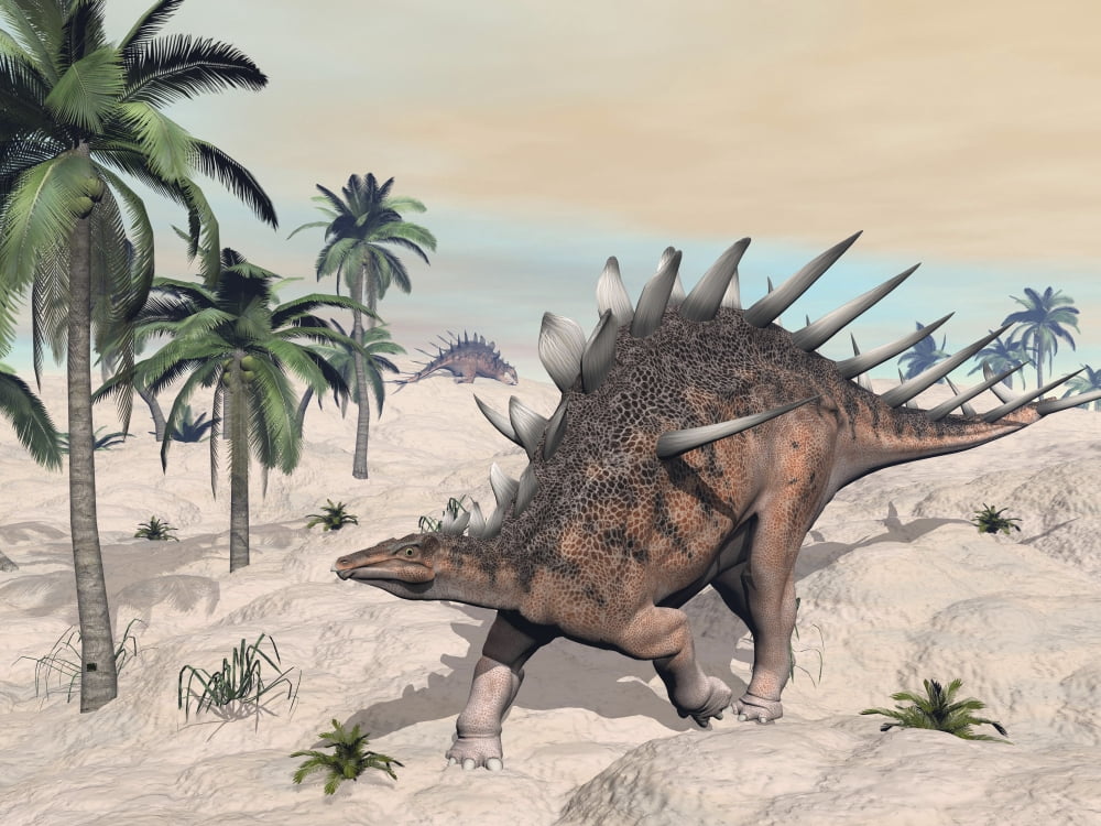 Kentrosaurus dinosaurs walking in the desert among palm trees Canvas Art - Elena DuvernayStocktrek Images (33 x 25)