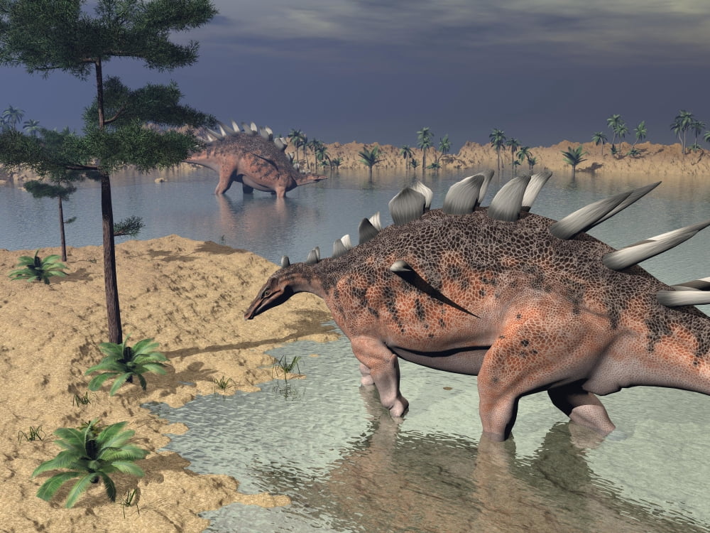 Kentrosaurus dinosaurs walking in the water next to sand and trees Canvas Art - Elena DuvernayStocktrek Images (33 x 25)