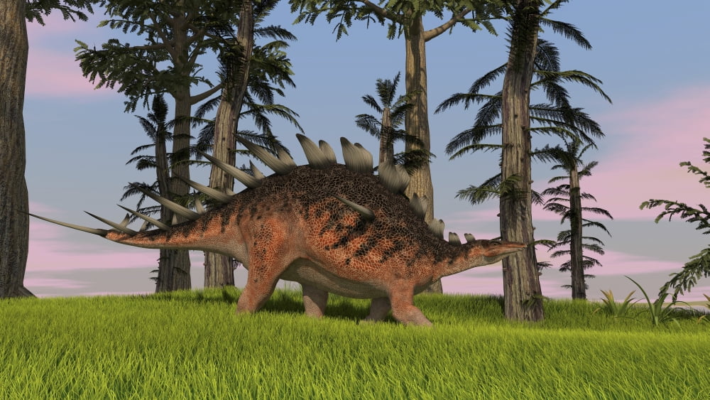 Kentrosaurus walking across a grassy field Canvas Art - Kostyantyn IvanyshenStocktrek Images (38 x 22)