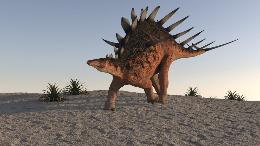 Kentrosaurus walking on sandy terrain Canvas Art - Kostyantyn IvanyshenStocktrek Images (38 x 22)