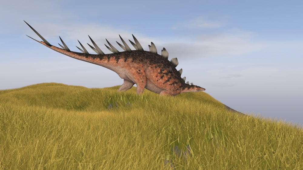 Kentrosaurus walking through a grassy field Canvas Art - Kostyantyn IvanyshenStocktrek Images (38 x 22)