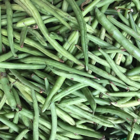 Kentucky Blue Pole Bean Seeds - 25 Lb Bulk - Non-GMO, Heirloom - Green Bean Vegetable Garden Seeds - Phaseolus vulgaris