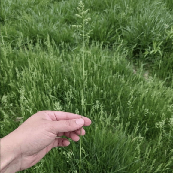 Kentucky Bluegrass - 5 lb - Covers 10,000 Sq Ft