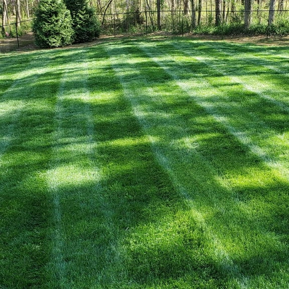 Outsidepride Midnight Kentucky Bluegrass Seeds, 50 lb - Kentucky Bluegrass Lawn Seed