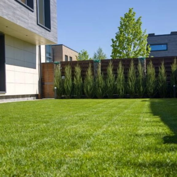 Nature's Seed Kentucky Bluegrass Seed Mix - 25 Lb