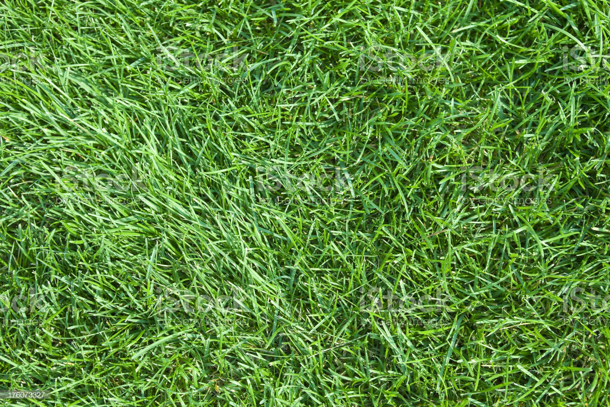 Kentucky Bluegrass Seeds Full Sun/ Annual Grass Seed Zellajake Farm