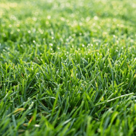 Nature's Seed Kentucky Bluegrass and Perennial Ryegrass Mix - 5 Lb