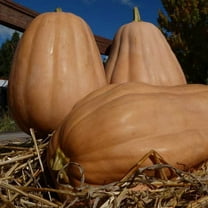 Kentucky Field Pumpkin Seeds - 4 g ~20 Seeds - Heirloom, Open Pollinated, Non-GMO, Farm & Vegetable Gardening Seeds