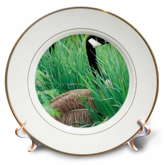 3dRose, Kentucky, Louisville. Canada Geese bird in tall grass - NA02 AJE0230 - Adam Jones, 8 inch Porcelain Plate