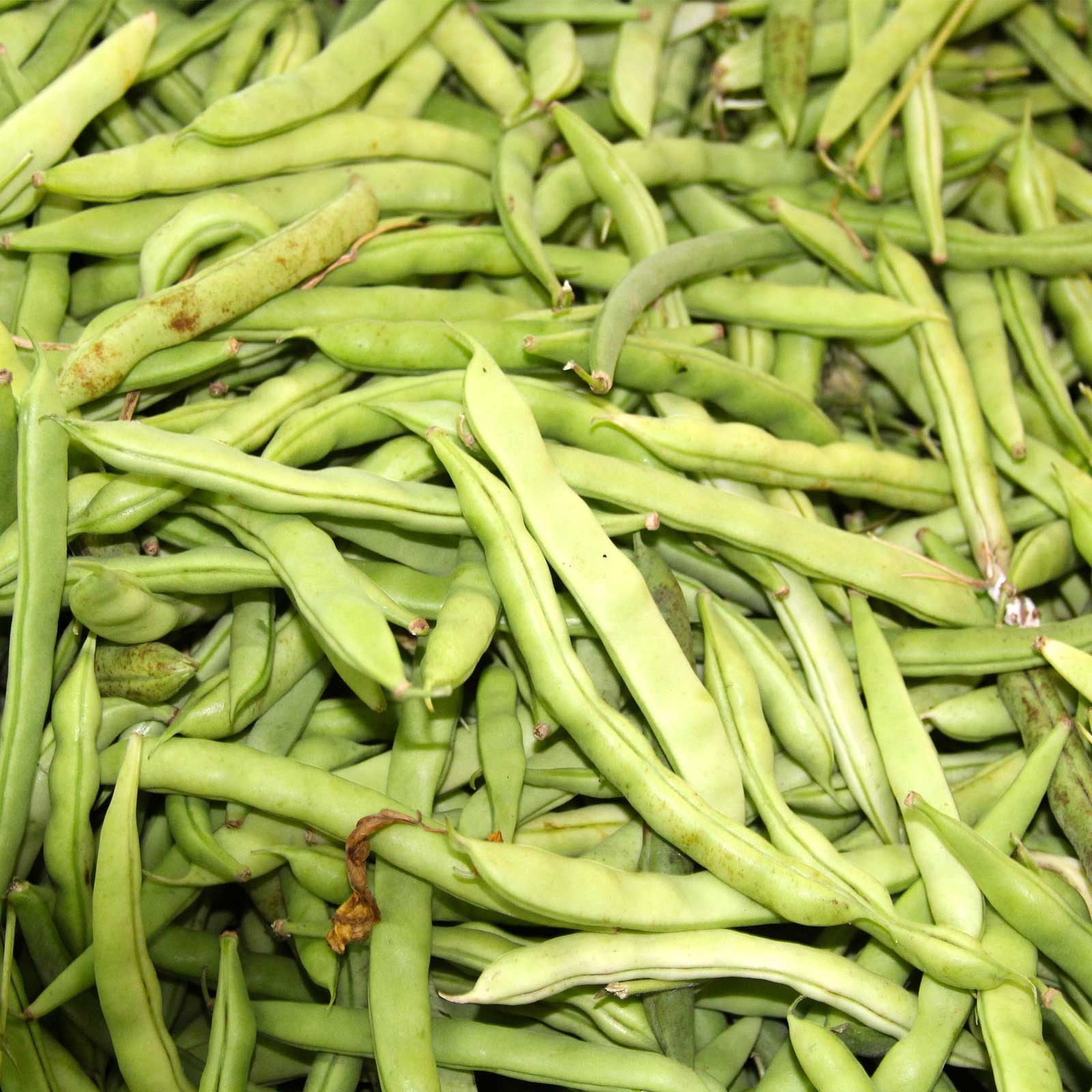 Kentucky Wonder Brown Pole Bean Seeds - 1 Lb - Non-GMO, Heirloom - Green Bean Vegetable Garden Seeds - Phaseolus vulgaris