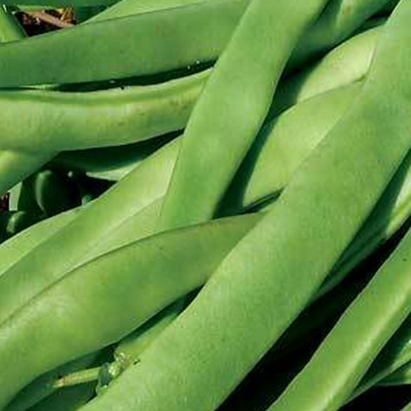 Kentucky Wonder Bush Beans 1/2 OZ ~50 Seeds - Non-GMO Open Pollinated Heirloom Vegetable Gardening Seeds
