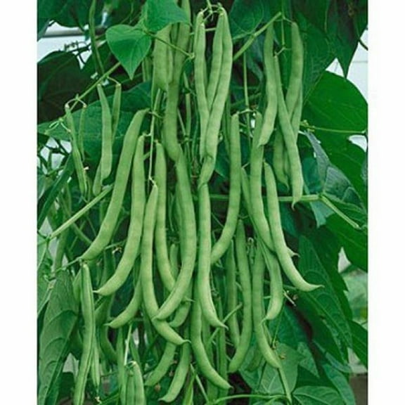Kentucky Wonder Pole Bean Seeds - 200 Count Seed Pack - Very Reliable, Early Maturing, and Productive. - Country Creek LLC