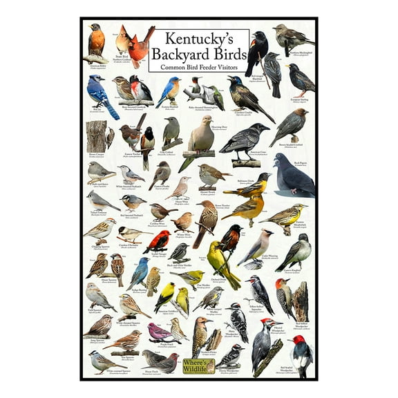 Kentucky's Backyard Birds Poster - Kentucky Bird Chart Highlighting Birds At Your Bird Feeder