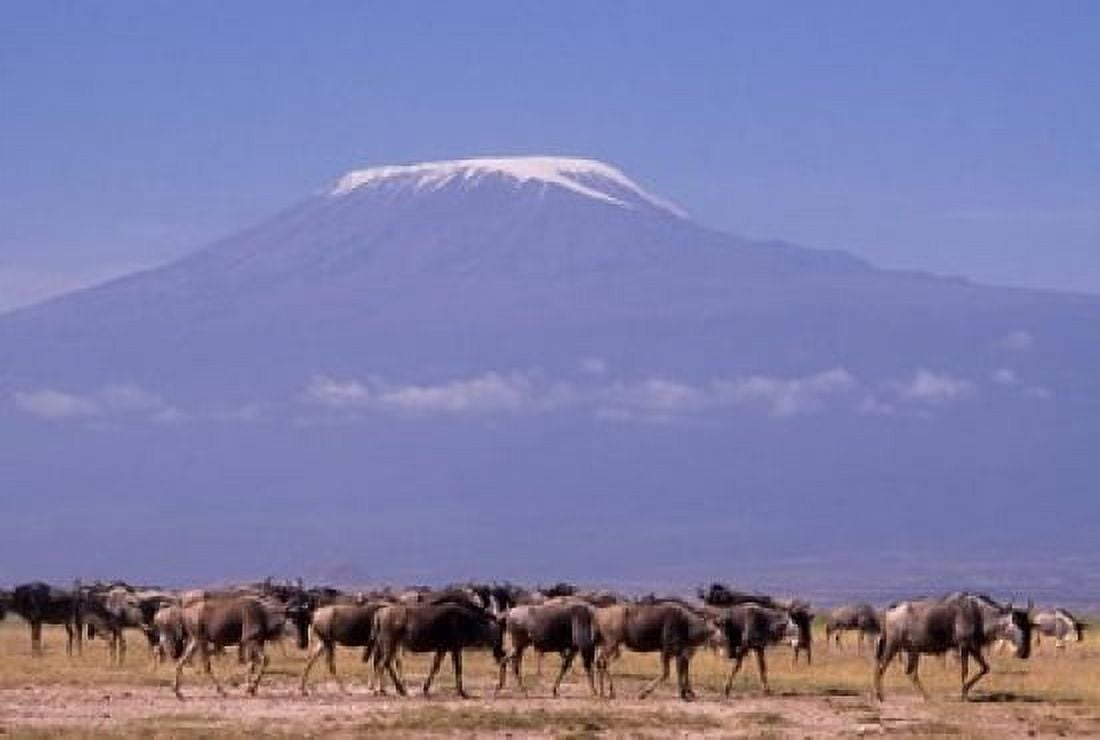 Kenya Amboseli NP wildebeest wildlife Mt Kilimanjaro Canvas Art - Alison Jones DanitaDelimont (34 x 23)